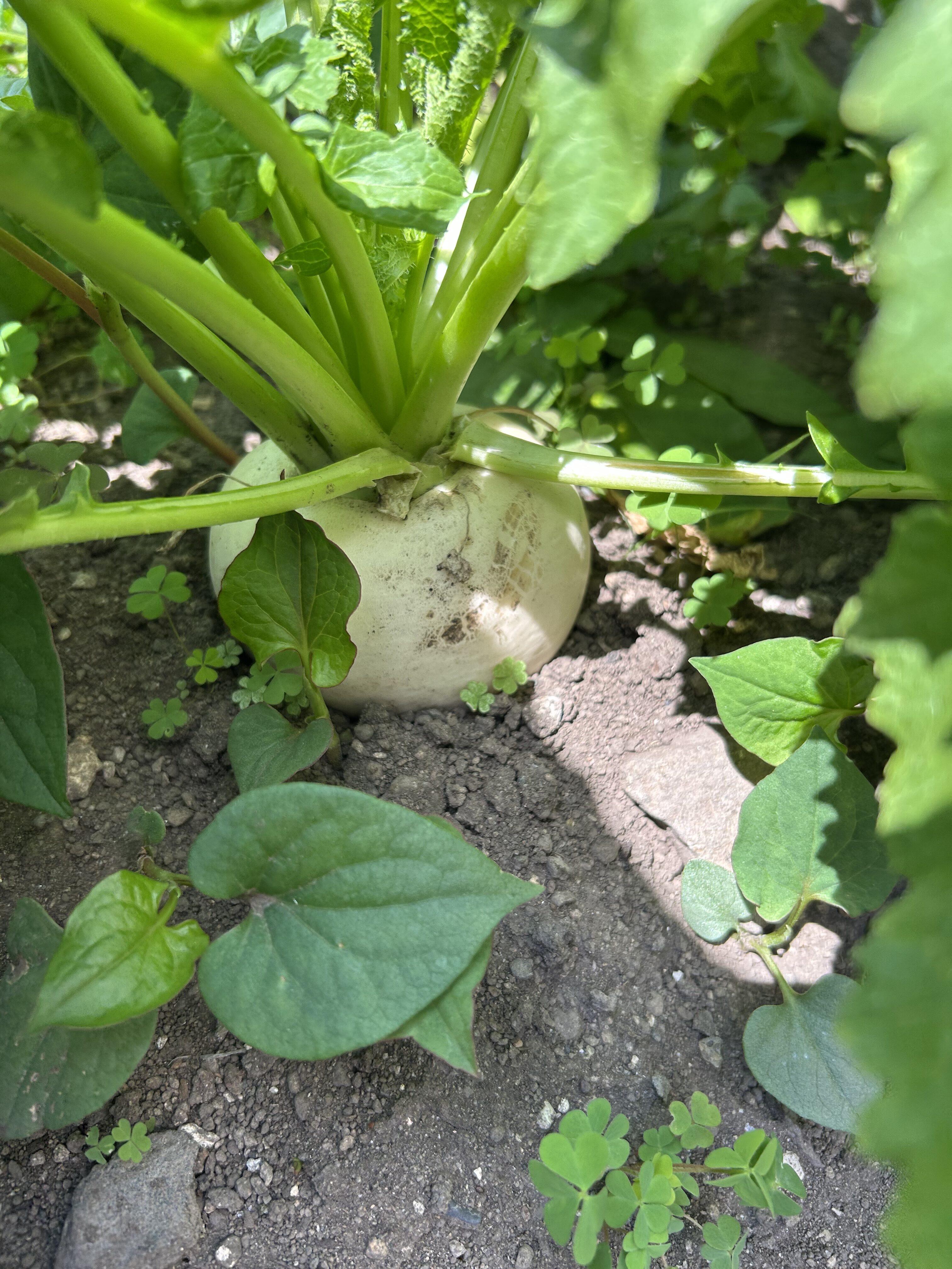 🥬　プランター菜園　🥬